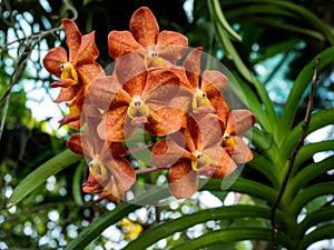 Vanda orchid flowers. Beautiful orange vanda orchids