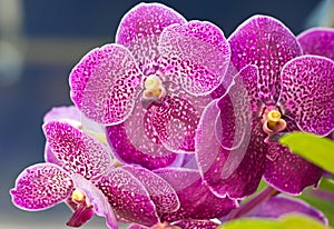 Vanda Orchid Flowers.