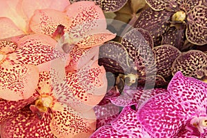Vanda Orchid flowers in different colors