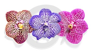 Vanda orchid flowers  on white