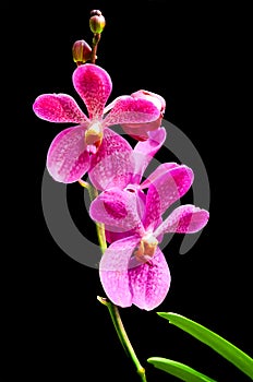 Orquídea 