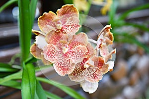 Vanda orchid with leaves background / beautiful orchid flower brown in the nature farm nursery plant