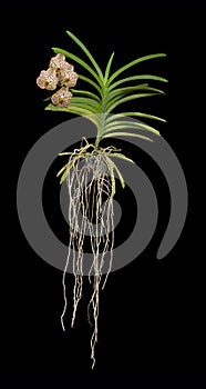 Vanda Orchid Plant