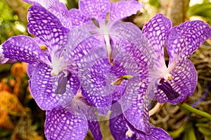 Vanda Orchid stem