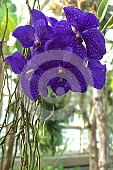 Vanda Orchid - Vanda coesrulea