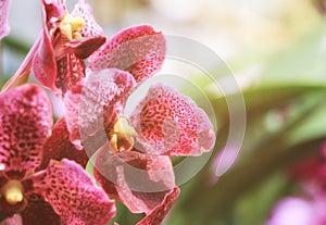 Beautiful organic purple orchid flowers blooming in blurred background in the nature garden