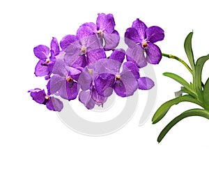 Vanda patchara blue orchid