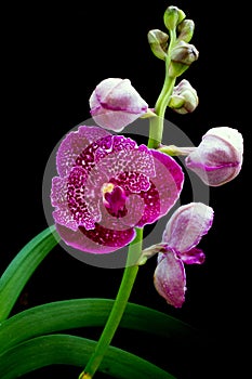 Vanda pink orchids