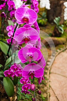 Vanda pink orchids