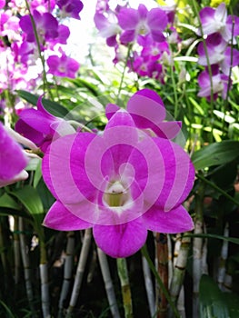 Vanda orchird