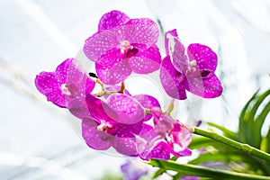 Vanda Sanderiana, Queen Orchid of the Philippines