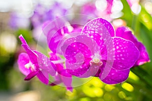 Vanda Sanderiana, Queen Orchid of the Philippines