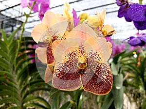 Vanda sanderiana or Waling-waling orchid