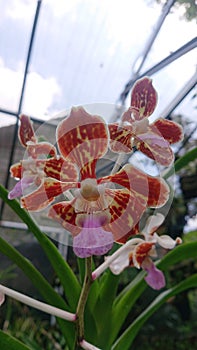 Vanda tricolor var tenebrosa orchid species photo