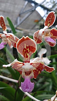 Vanda tricolor var tenebrosa orchid species photo