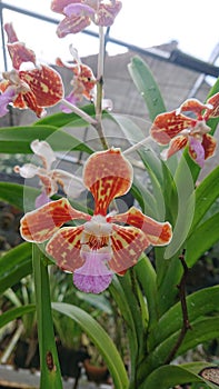 Vanda tricolor var tenebrosa orchid species photo