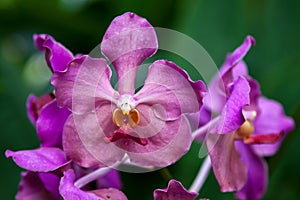 Vanda Usha (Vanda Josephine van Brero x Vanda Doctor Anek)