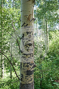 Vandalised aspen tree trunk with carved graffiti