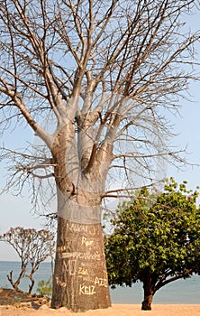 Vandalised baobab on the shore of Lake Malawi