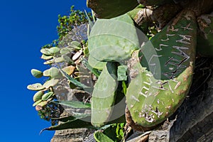 Vandalised cactacee - close up