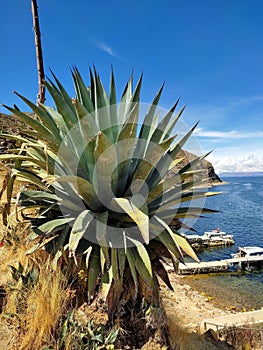 Vandalized agave plant with graffiti writing scratched into it\'s leaves. View of the Titicaca Lake.