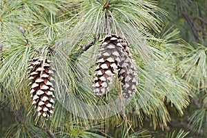 Vanderwolf`s Pyramid limber pine cones