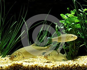 VANDOISE leuciscus leuciscus