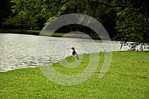 A Vanellus chilensis bird by the lake photo