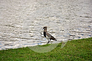 Vanellus chilensis walking by the lake photo