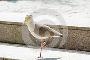 Vanellus is the genus of waders which provisionally contains all