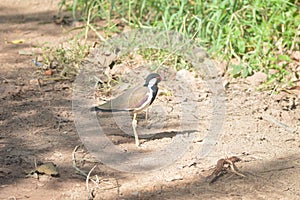 Vanellus indicus bird with nature background 2022 photo