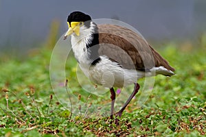 Vanellus miles - Masked Lapwing, wader from Australia