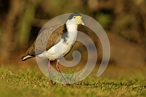 Vanellus miles - Masked Lapwing, wader from Australia and New Zealand
