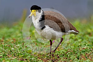 Vanellus miles - Masked Lapwing, wader from Australia photo