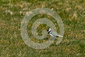 Vanellus vanellus, commonly known as lapwing or peewit
