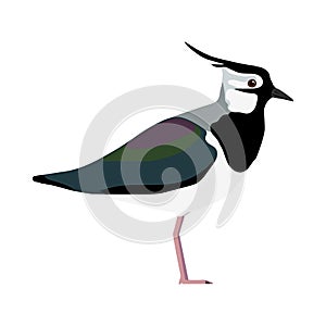 Vanellus vanellus - Northern lapwing - Lateral view photo