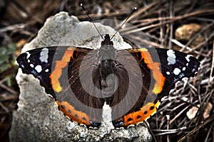 Vanessa Atalanta