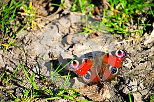 Vanessa atalanta