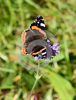 Vanessa atalanta