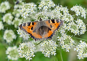 Vanessa atalanta Admiral butterly sitting on flower blossom