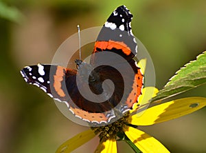 Vanessa atalanta butterfly