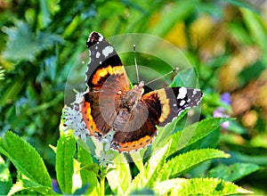 Vanessa atalanta butterfly