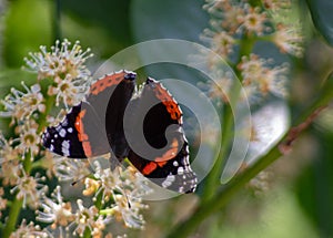 Vanessa Atalanta Butterfly The atalanta, also known as the Volcano, is a lepidoptera belonging to the Ninfalid family, widespread