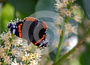 Vanessa Atalanta Butterfly The atalanta, also known as the Volcano, is a lepidoptera belonging to the Ninfalid family, widespread