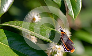 Vanessa Atalanta Butterfly The atalanta, also known as the Volcano, is a lepidoptera belonging to the Ninfalid family, widespread