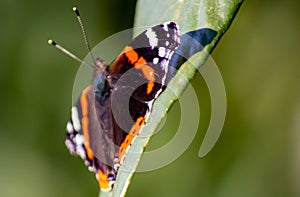 Vanessa Atalanta Butterfly The atalanta, also known as the Volcano, is a lepidoptera belonging to the Ninfalid family, widespread