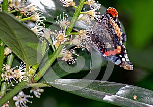 Vanessa Atalanta Butterfly The atalanta, also known as the Volcano, is a lepidoptera belonging to the Ninfalid family, widespread