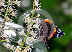 Vanessa Atalanta Butterfly The atalanta, also known as the Volcano, is a lepidoptera belonging to the Ninfalid family, widespread