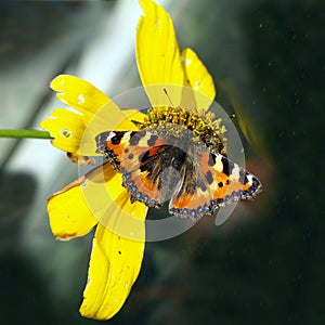 Vanessa atalanta, butterfly in autumn on yellow flower