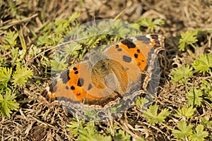 Vanessa atalanta butterfly on the ground